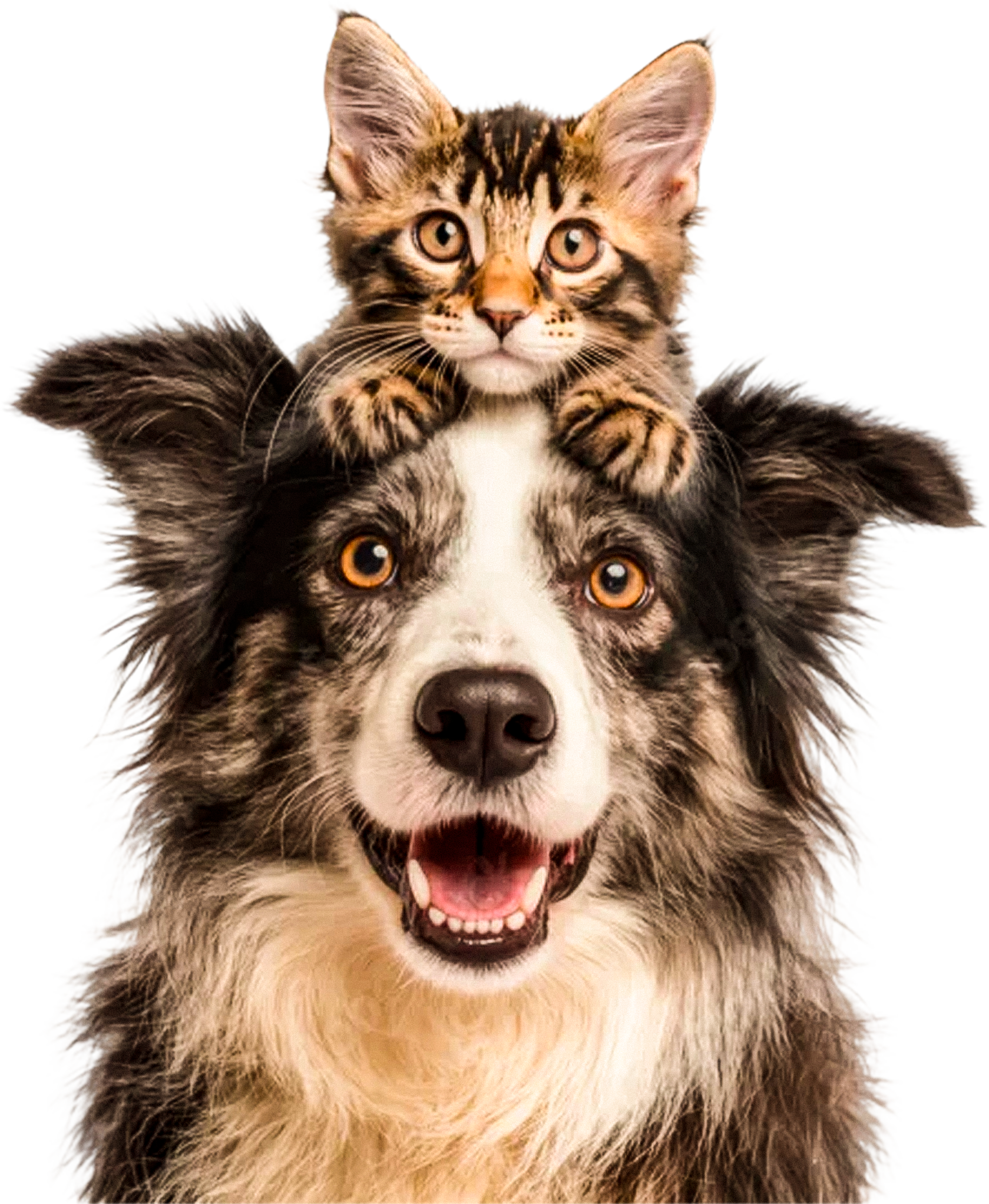 Cachorro e gato do Doutor Cachorrão